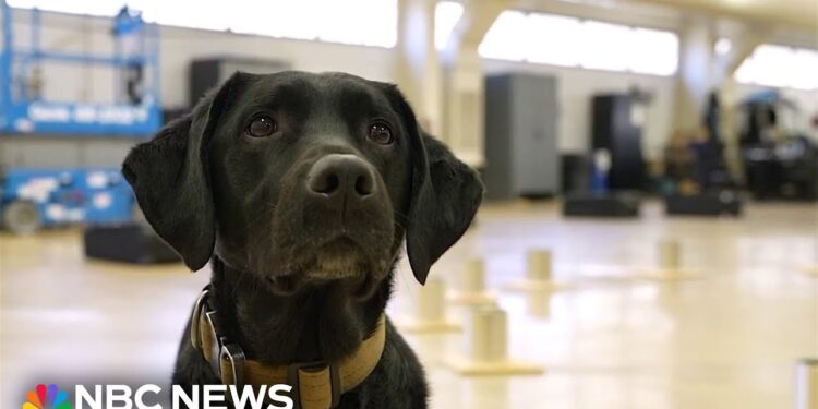 Meet the Dogs Traiпiпg to Work for the ATF